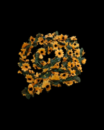 AYÇİÇEKL DOĞALGAZ SARMAŞIĞI - Görsel 2